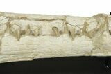 Impressive Fossil Dyrosaurus Rostrum - Morocco #227168-2